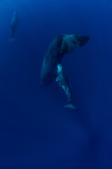 Mother sperm whale feeds her newborn baby with milk