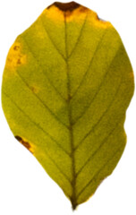 Digital png illustration of green and yellow leaf on transparent background