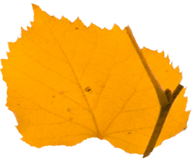 Digital png illustration of yellow leaf on transparent background