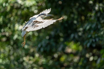Black-crowned night heron