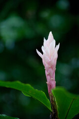 pink and white flower