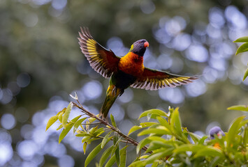 Australian Rainbow Lorikeets in native natural habitat  