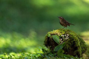 Javan shortwing in Taiwan Asia female
