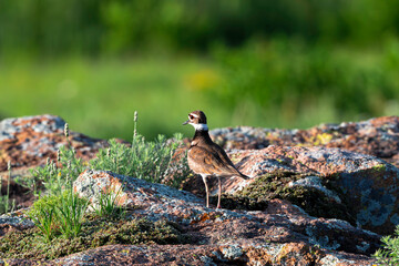 Killdeer hunting in the rocks