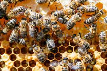 Colony of bees on honeycomb in apiary, macro. Beekeeping in countryside. Wooden frame with honeycombs, closeup