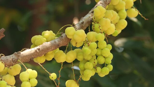 Star gooseberry fruit, fresh star gooseberry growth on branch in nature green background.(Phyllanthus acidus) fruit on tree and green leaves swaying in the wind.