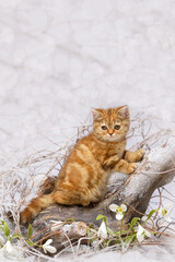 Cute thoroughbred kitten on a snow-covered wooden snag surrounded by snowdrops. Spring banner with...