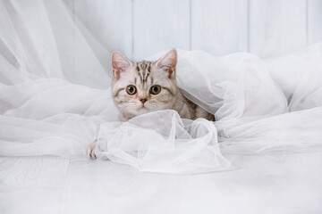 Cat is hiding behind a curtain - 623319106