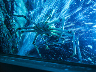 Giant crab in the deep sea