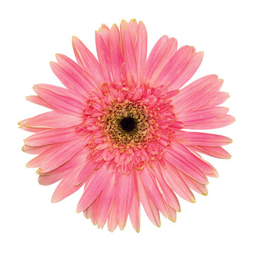 pink gerber flower png  isolated on white background 