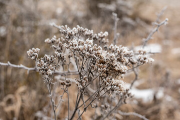 rime ice on the wilted flowers of a hawksbeard