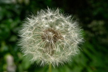 Obraz premium 민들레 꽃 씨앗