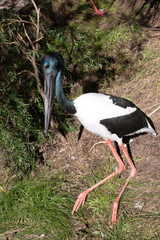 The head and neck are black with an iridescent green and purple sheen. The male has black eyes