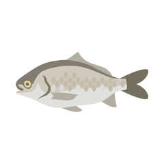 ギンブナ。フラットなベクターイラスト。
Gin-buna. Flat designed vector illustration.