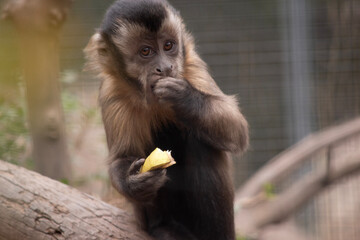 The brown capuchin has brown, thick fur with a dark wedge on the forehead and lighter face, cheeks and chin.
