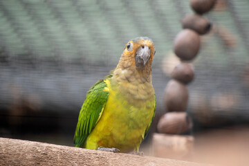  The brown throated conure plumage is green. The forehead, sides of head and chin are yellowish-orange. The crown is bluish, and the throat and upper breast are pale olive-brown.