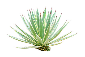 Naklejka na ściany i meble Agave s a genus of monocots isolated on cut out PNG. It belongs to the subfamily Agavoideae, family Asparagaceae. Ornamental plant has green and thorny leaves.
