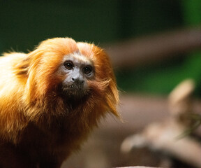 The golden lion tamarin, also known as the golden marmoset, is a small New World monkey