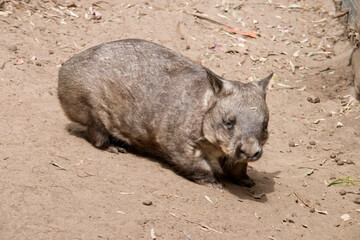 The hairy-nosed wombats have softer fur, longer and more pointed ears and a broader muzzle fringed...