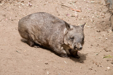 The hairy-nosed wombats have softer fur, longer and more pointed ears and a broader muzzle fringed with fine whiskers then common wombats.