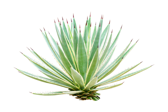 Agave s a genus of monocots isolated on cut out PNG. It belongs to the subfamily Agavoideae, family Asparagaceae. Ornamental plant has green and thorny leaves.