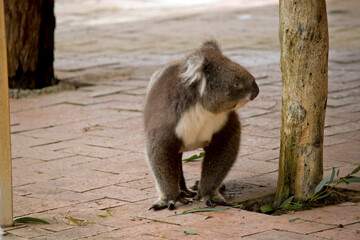 the koala is walking between trees looking for food