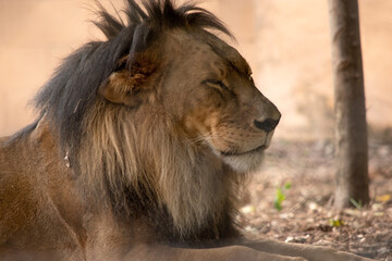 Lions have strong, compact bodies and powerful forelegs, teeth and jaws for pulling down and killing prey.