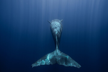 Underwater shot of a sperm whale in the clear water of the ocean