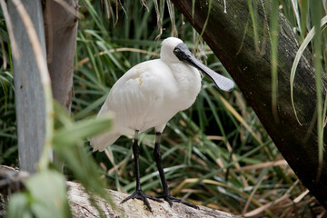 The royal spoonbill is a large white sea bird with a black bill that looks like a spoon. The royal spoonbill has yellow