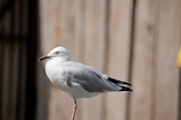 this is a side view of a seagull standing on one leg