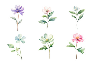 Beautiful watercolor floral hand-drawn collection, wild field flowers