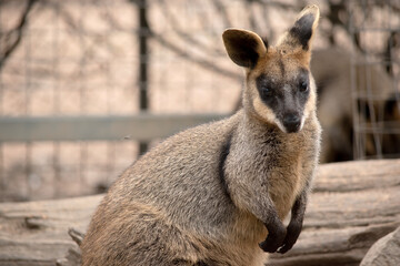 Naklejka na ściany i meble The swamp wallaby has dark brown fur, often with lighter rusty patches on the belly, chest and base of the ears.