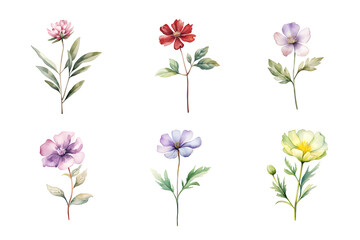 Obraz na płótnie Canvas Beautiful watercolor floral hand-drawn collection, wild field flowers