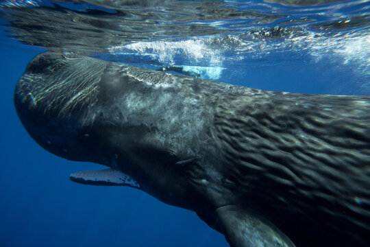 Underwater shot of a sperm whale in the clear water of the ocean