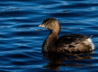 Grebe