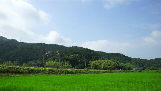 夏の田園地帯を走る223系普通列車 （東海道本線 安土 - 能登川, 2023年7月）