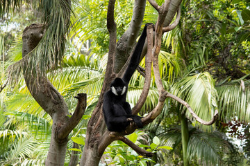 The male's white cheeked gibbon body is covered with black fur, with white cheeks and a black crest...