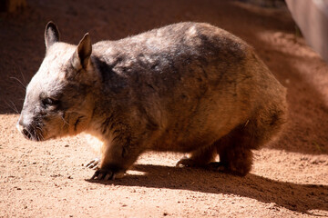 The hairy-nosed wombats have softer fur, longer and more pointed ears and a broader muzzle fringed with fine whiskers then common wombats.