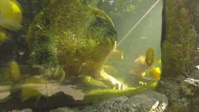 Kajang, Malaysia - July 10, 2023 POV Snapping turtle aquarium with sun lights at Farm in the city mini zoo. 4K slow motion