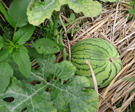 watermelon growing in the field. watermelon on plantation