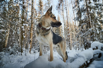 dog
