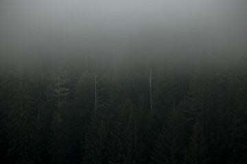 Fototapeta premium Misty and foggy morning over Hoonah, Icy Strait Point bay in early hours magical landscape scenery tranquility peaceful nature in Alaska during cruise with mountains, trees and woods and low cloudscap
