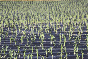 Fototapeta premium Crops near Pyeongchang, Gangwon Province.