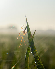 An Insect on the grass