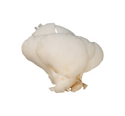 Oyster mushroom isolated for vegan food element