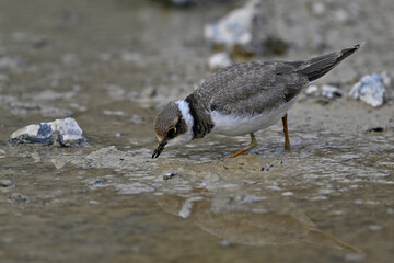 old Chic of the Little ringed plover // älteres Flussregenpfeifer-Küken (Charadrius dubius)
