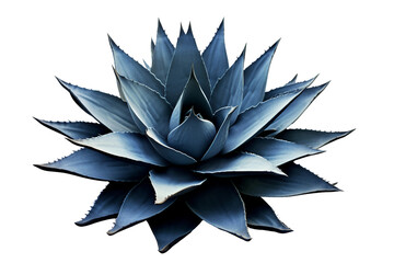 Blue agave plant. isolated object - obrazy, fototapety, plakaty