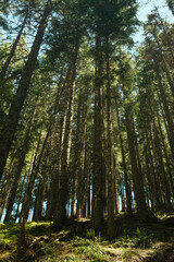 Sun's rays make their way through the crowns of trees in the autumn forest