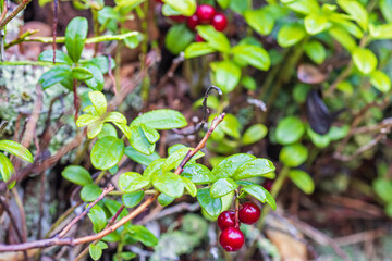Red Lingonberry in the forest at autumn