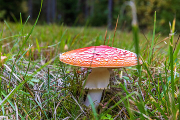 Red Fly agaric mushroom on the ground on a meadow